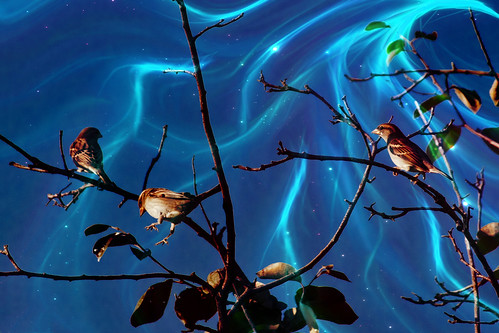 #birds 
